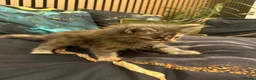 Maine Coon cats for sale: Main coon kittens - Advert 14