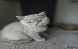British Shorthair cats for sale: Gccf registered British shorthair kittens Lilac  - Image 3