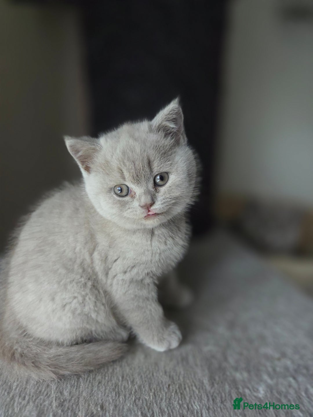 British Shorthair cats for sale: Gccf registered British shorthair kittens Lilac  - Image 3