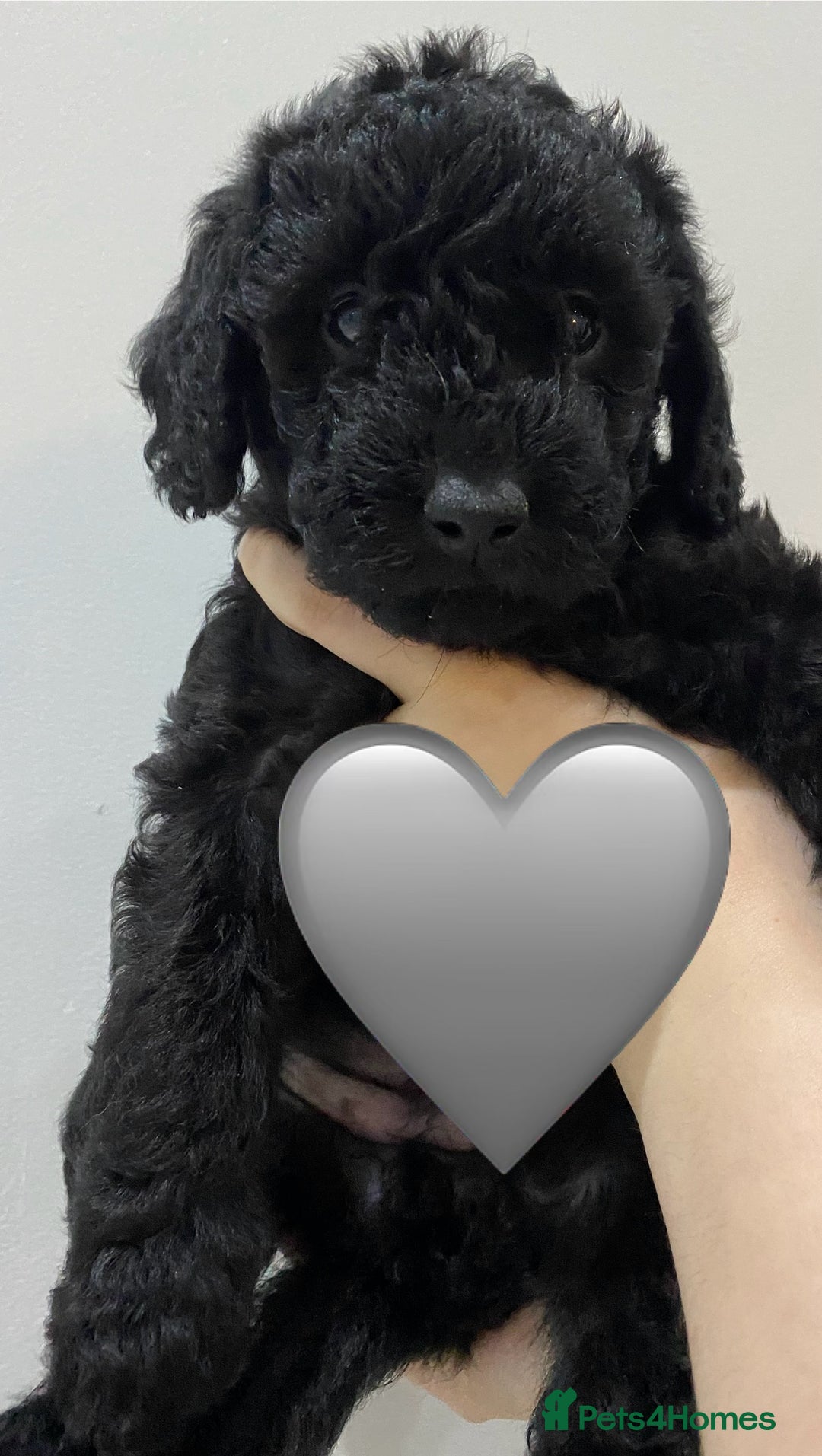 Labradoodle dogs for sale: F1bb labradoodle puppies black curly coat 🧬 clear - Image 7