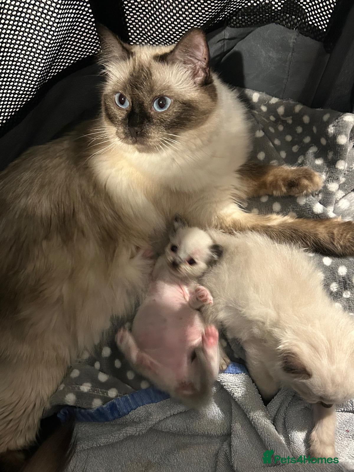 Ragdoll cats Only 2 beautiful ragdolls girls left  - Advert 1