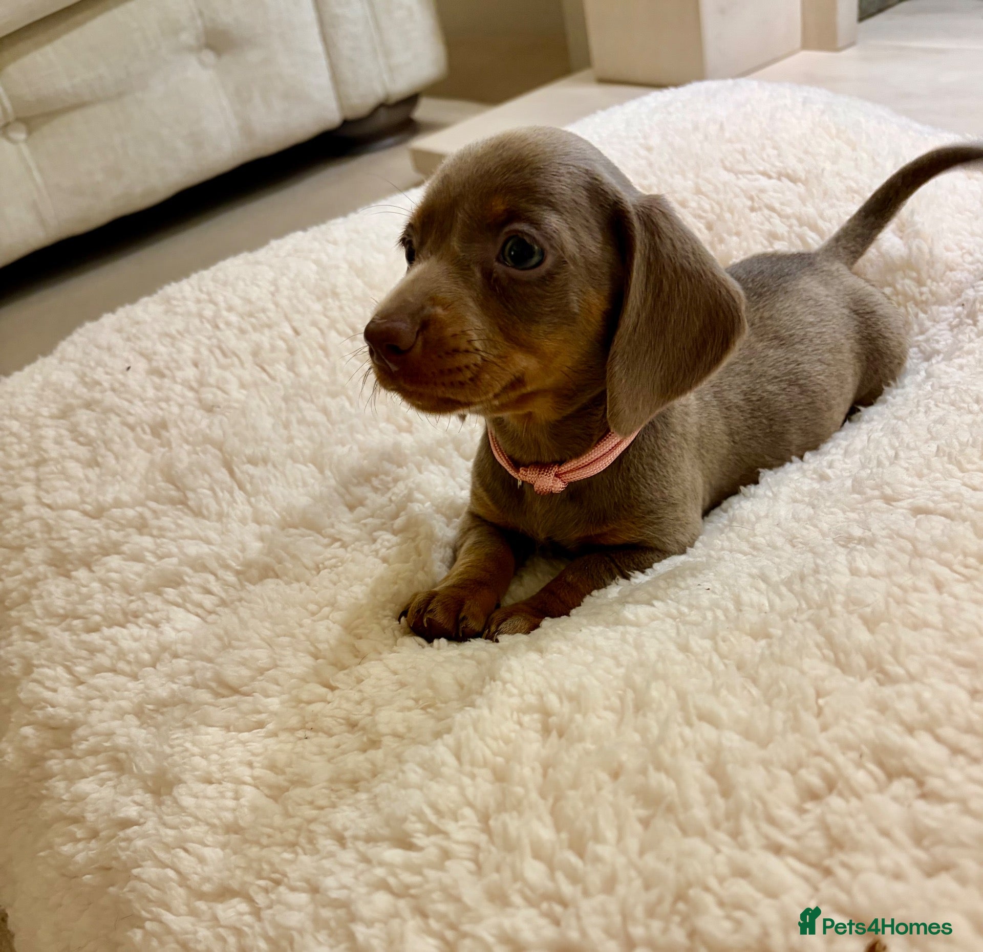 Miniature Dachshund dogs Miniature dachshunds  - Advert 2