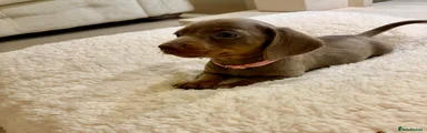Miniature Dachshund 5