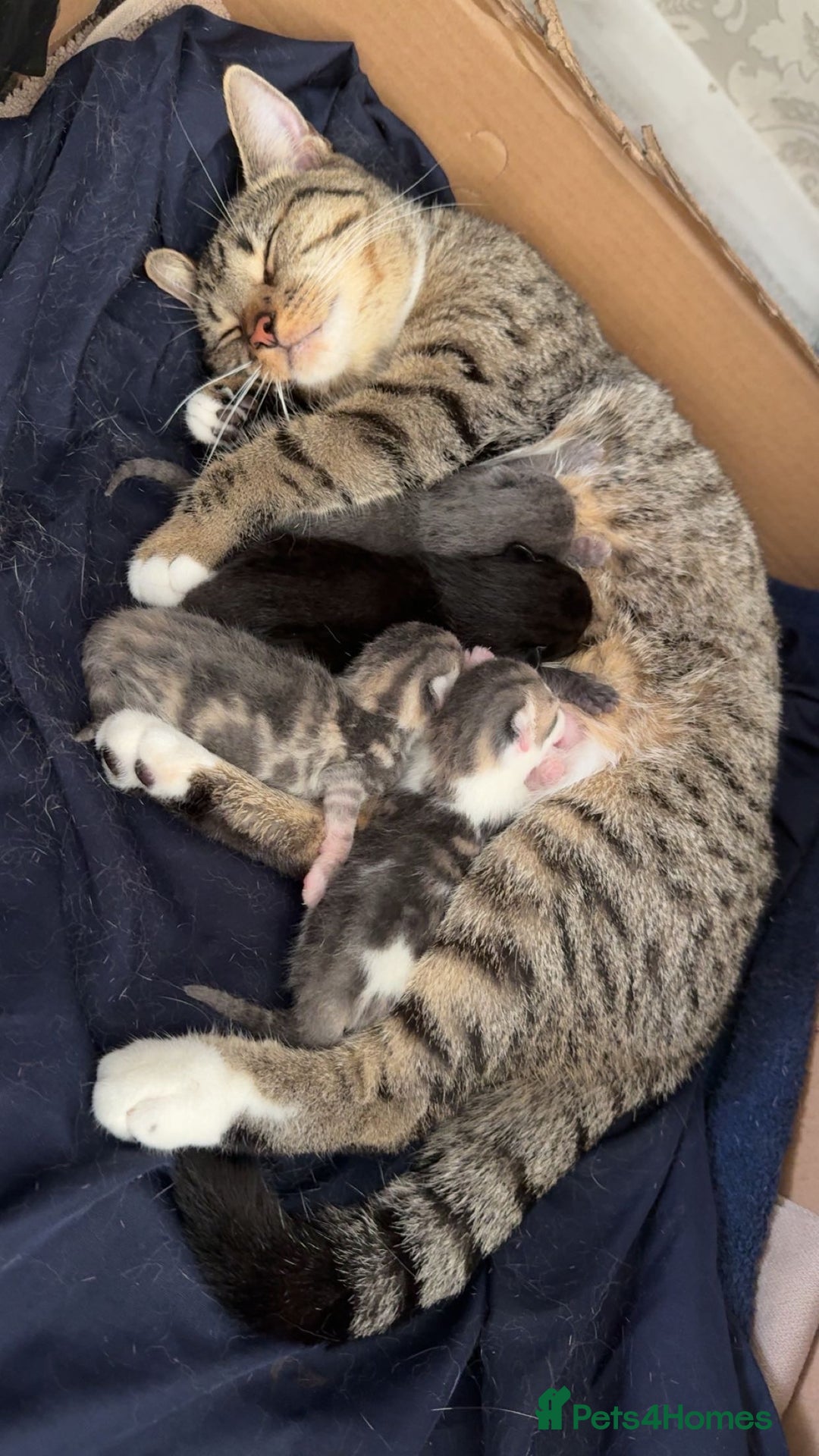 Mixed Breed cats for sale: Scar & Bella  - Image 6