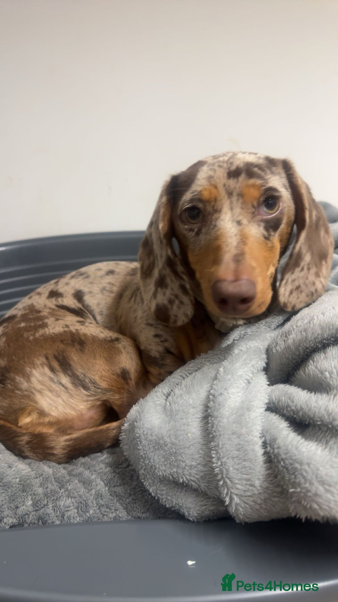 Miniature Dachshund dogs for sale: beautiful dapple miniature daschund girl🤍  - Advert 5