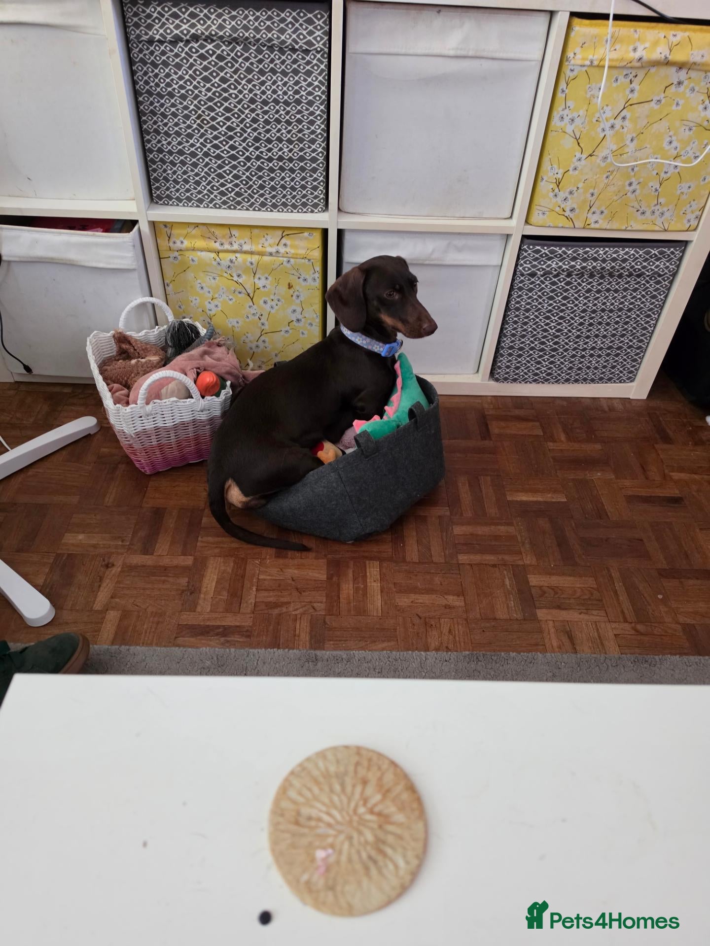 Dachshund dogs 5 beautiful dachshund puppies   - Advert 1