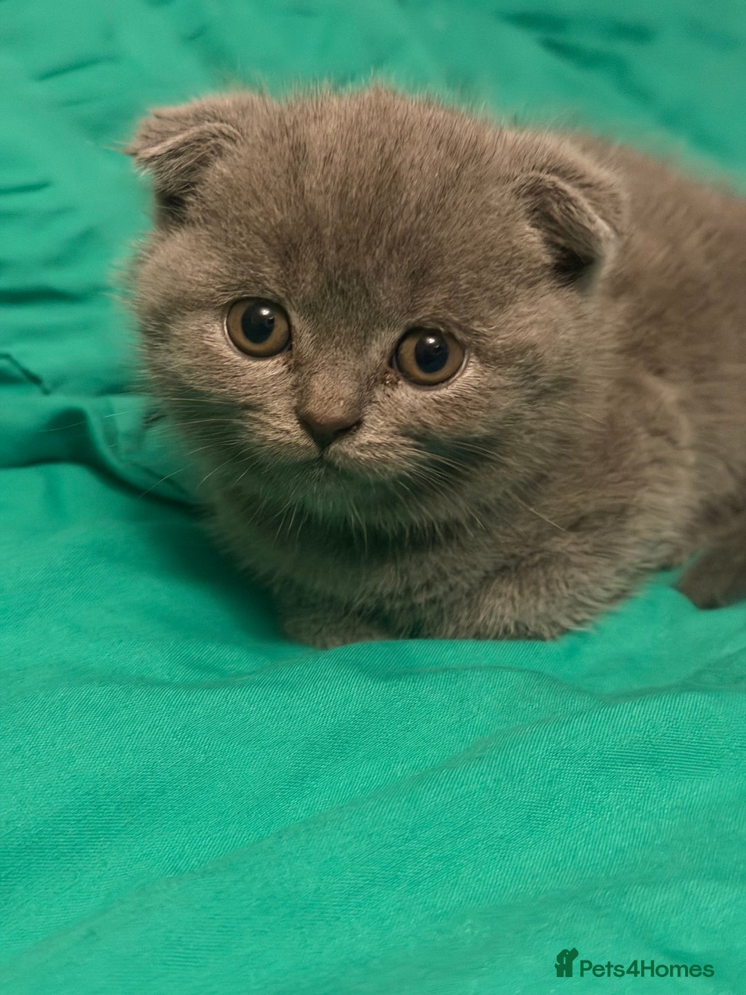 Scottish Fold cats for sale: Scottish fold kittens - Advert 6