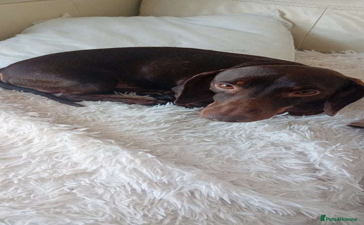 Dachshund dogs - Advert 12