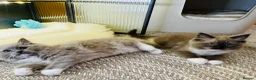 Ragdoll cats for sale: Quality Ragdoll Kittens 🩷 Ready Now  - Advert 8