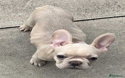 French Bulldog dogs for sale: Beautiful non kc female  - Image 12