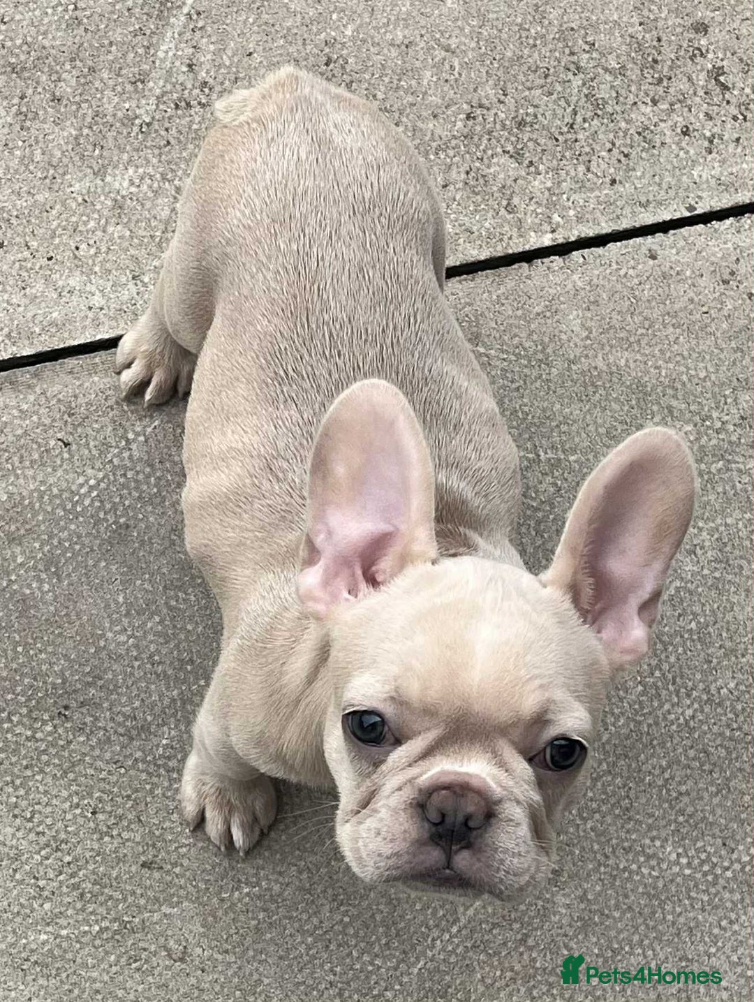 French Bulldog dogs for sale: Beautiful non kc female  - Image 12