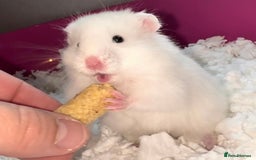 Hamster rodents for sale: Baby hamsters  - Image 12