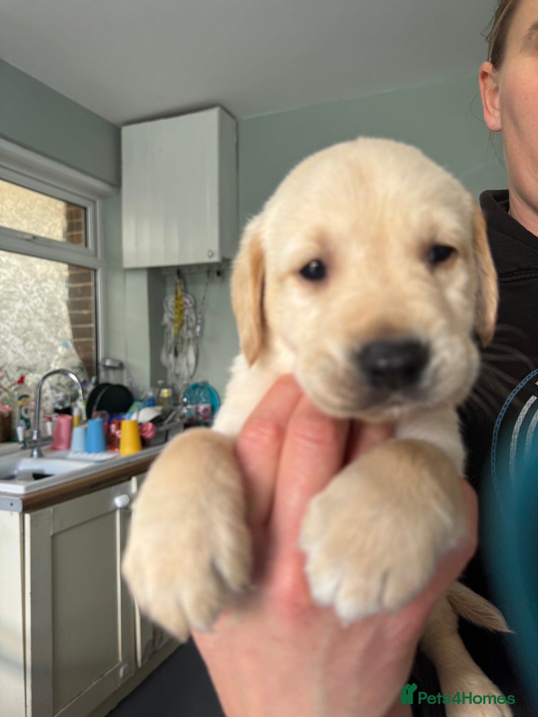 Goldador dogs for sale: 5 males 5 weeks old - Image 6