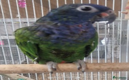 Parrots birds for sale: Stunning Birds/Parakeets/Parrots available  - Image 4