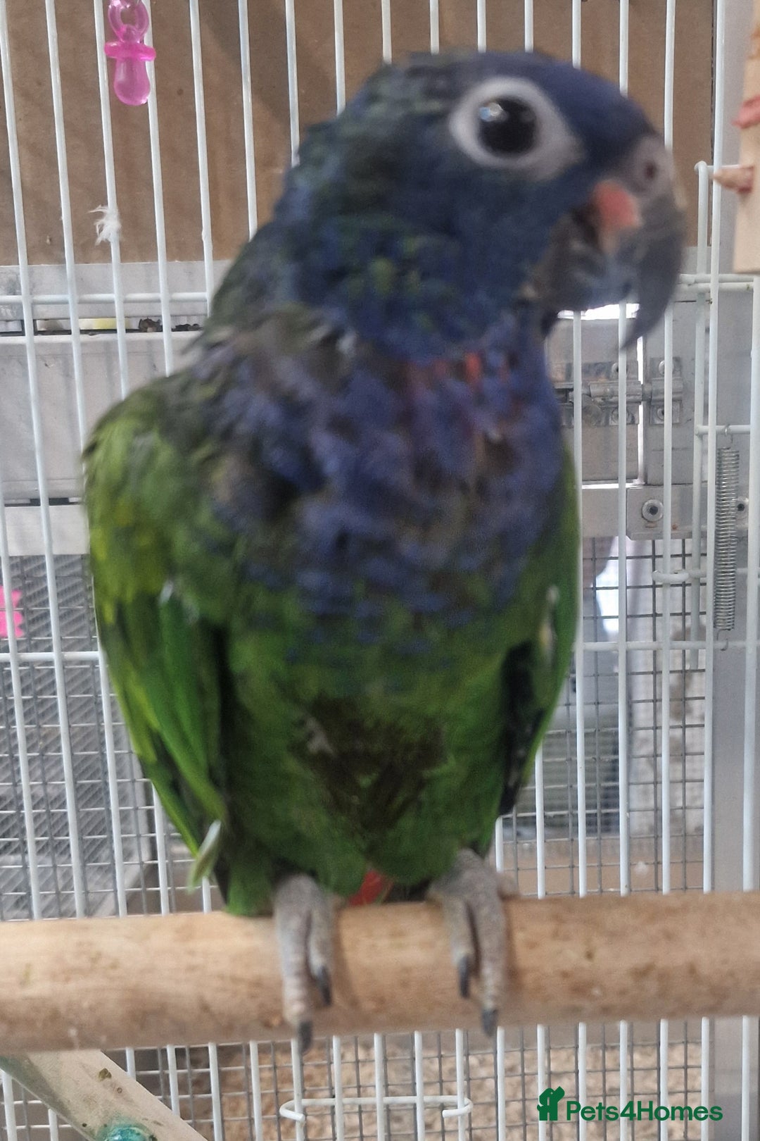 Parrots birds for sale: Stunning Birds/Parakeets/Parrots available  - Image 4