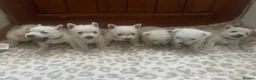 West Highland Terrier dogs for sale: West highland terrier puppies - Advert 5