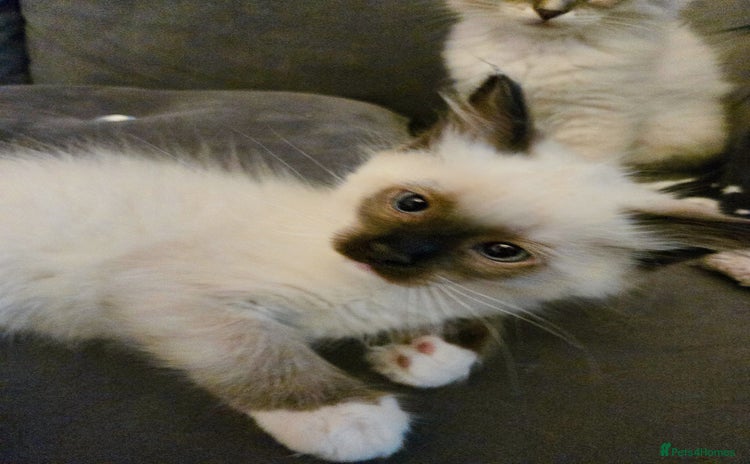 Ragdoll cats - Advert 3