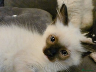 Ragdoll cats - Advert 8