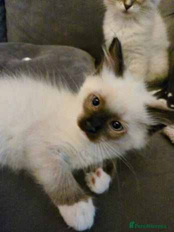 Ragdoll cats - Advert 1