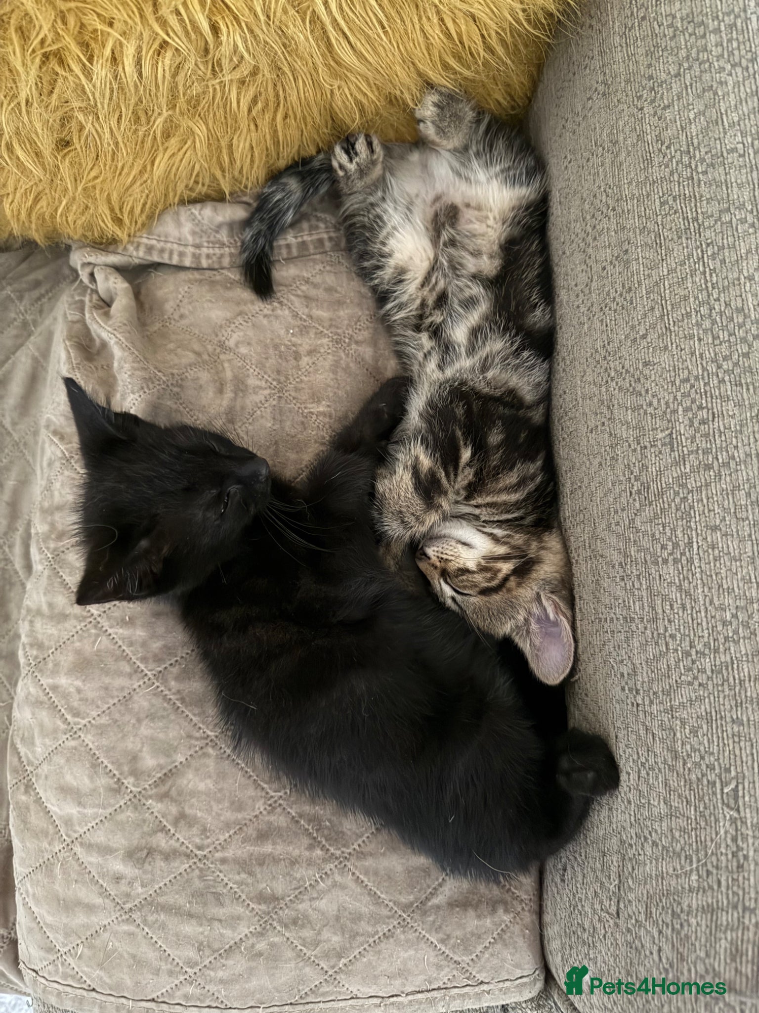 Mixed Breed cats Kittens for sale - Advert 19