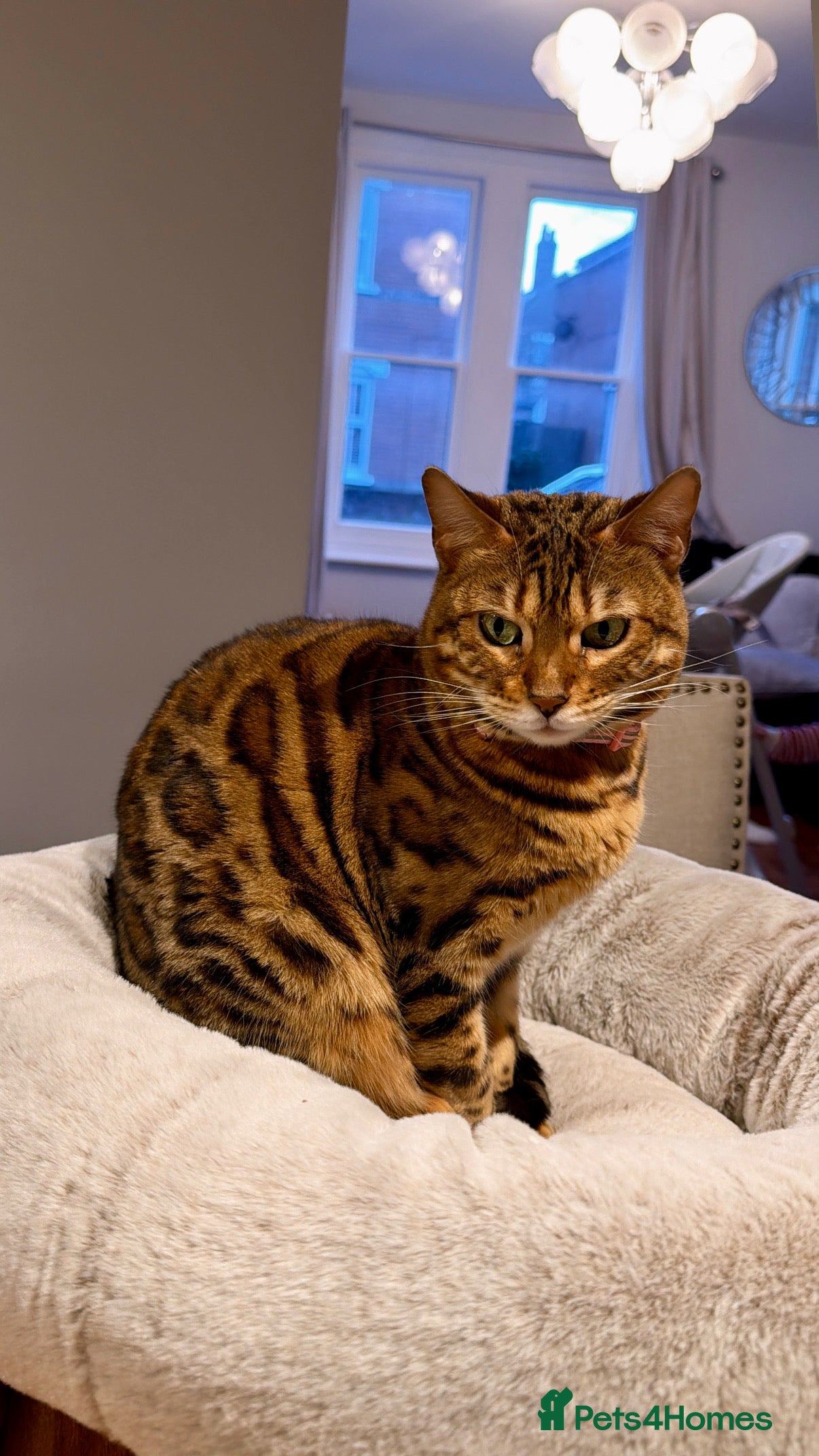 Bengal cats Bengal in Colchester - Advert 1