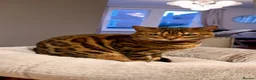 Bengal cats for sale: Bengal in Colchester - Advert 1