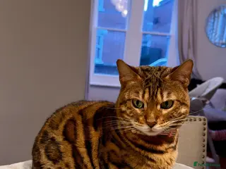 Bengal cats Bengal in Colchester - Advert 2