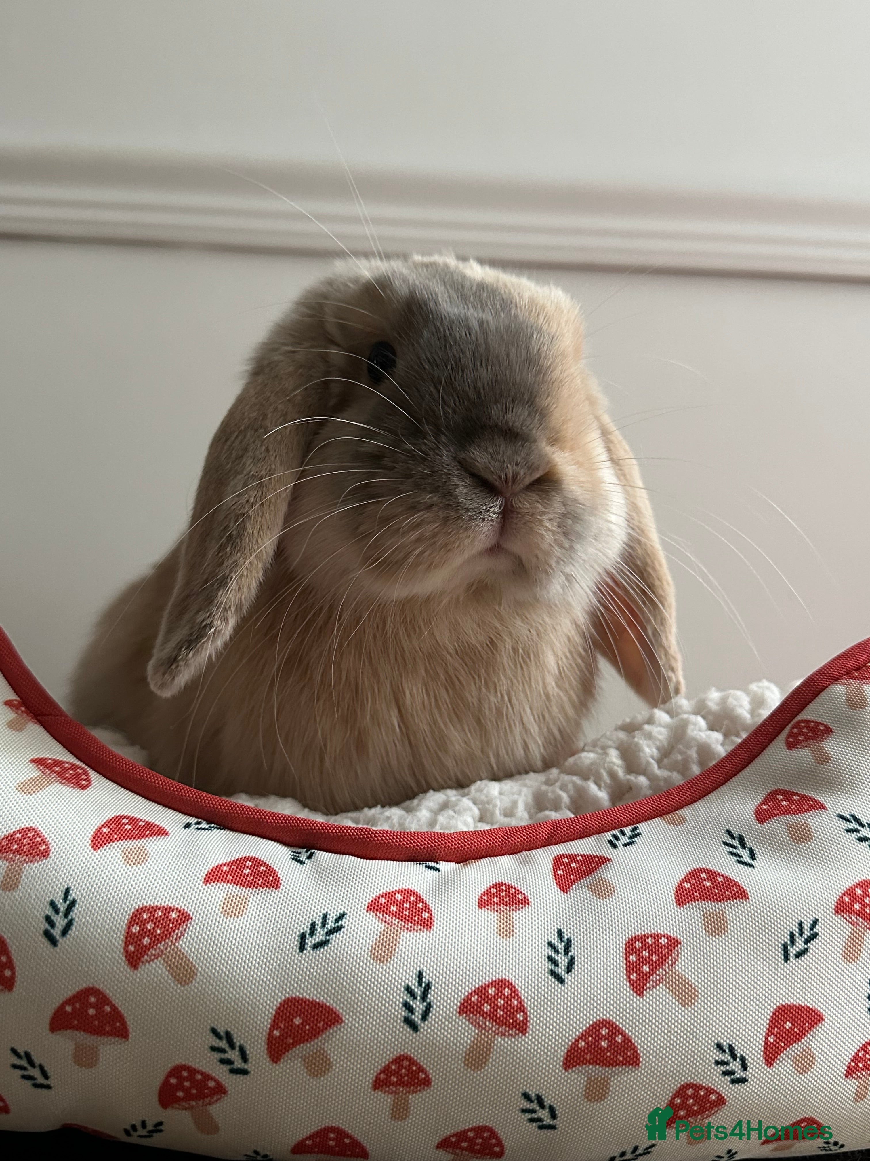 Mini Lop rabbits Male mini lop 5 months old - Advert 2