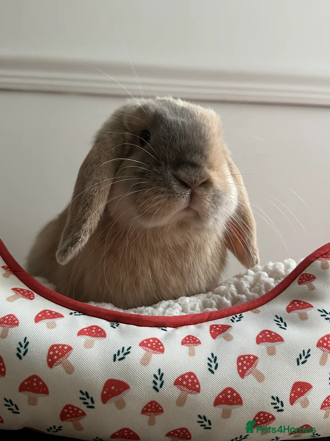 Mini Lop rabbits for sale: Male mini lop 5 months old - Advert 1