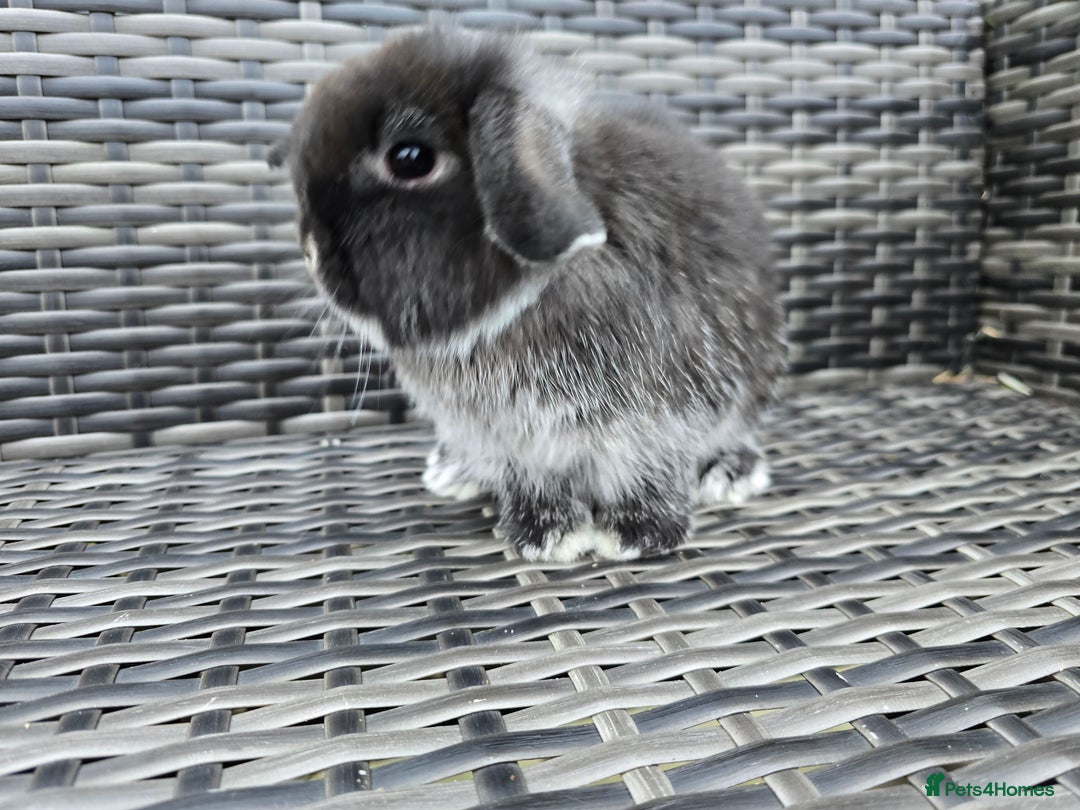 Mini Lop rabbits for sale: Mini lop Bunnies - Advert 6