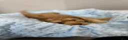 Cockapoo dogs for sale: ⭐️ BEAUTIFUL F1 TOY COCKAPOOS ⭐️ - Advert 6