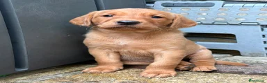 Labrador Retriever 3