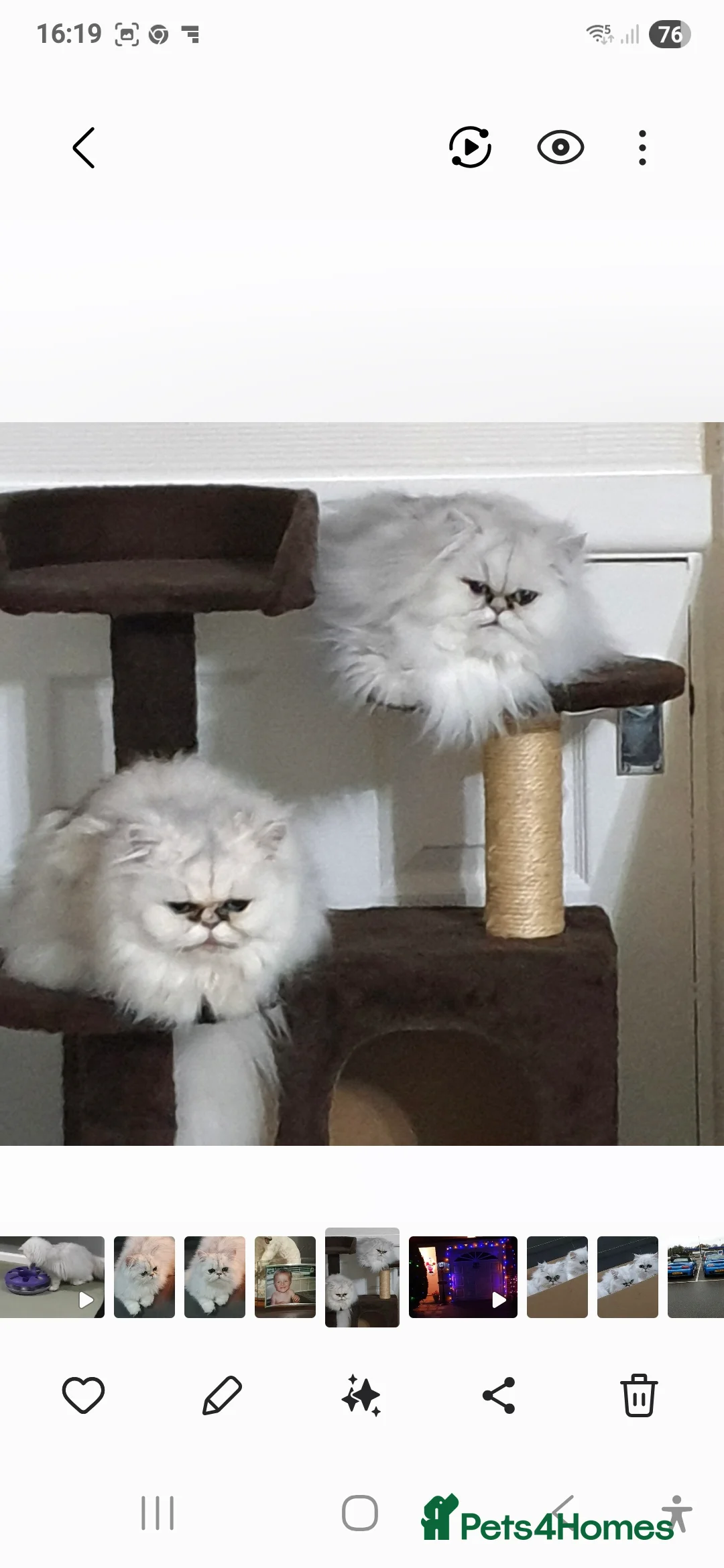 Persian cats for sale: Chinchilla Persian  - Advert 1