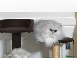 Persian cats Chinchilla Persian - Advert 1