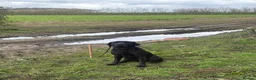 Labrador Retriever dogs for sale: 3 year old lab bitch  - Advert 4