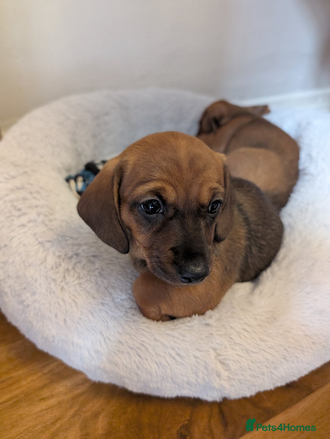 Dachshund dogs for sale: Three Miniature Dachshund puppies ready for sale  - Image 5