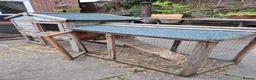 Quail poultry for sale: Mixed variety Coturnix Quail - Advert 12