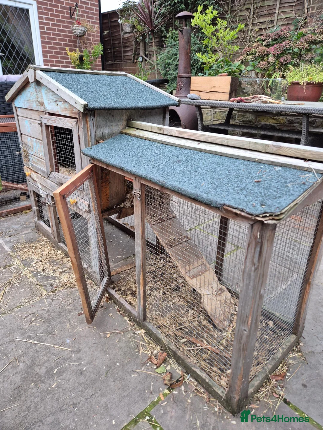 Quail poultry for sale: Mixed variety Coturnix Quail - Advert 12