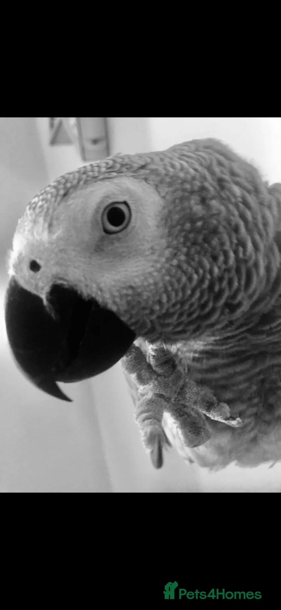 Parrots birds for sale: African grey parrot in Warwick - Advert 1