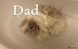 Guinea Pig rodents for sale: Gorgeous Baby Piggies 3 x Girls - Image 14