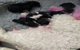Poochon dogs for sale: Poochon puppies  - Image 10