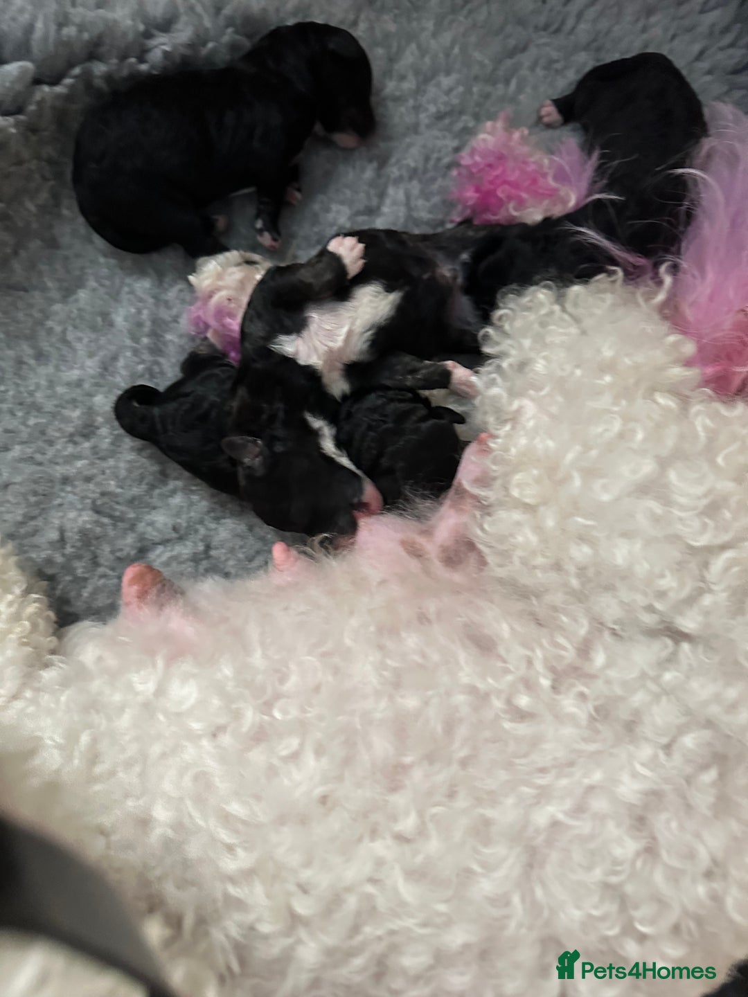Poochon dogs for sale: Poochon puppies  - Image 10