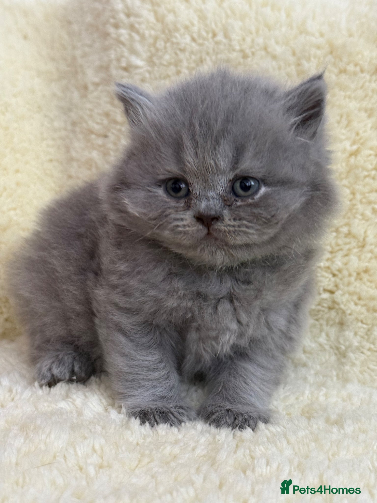 British Shorthair cats British shorthair kittens 💕💙💕 - Advert 2