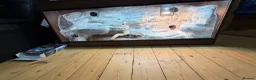 Bearded Dragon reptiles for sale: 2yo Bearded Dragon + Custom Vivarium & Full Setup - Advert 4