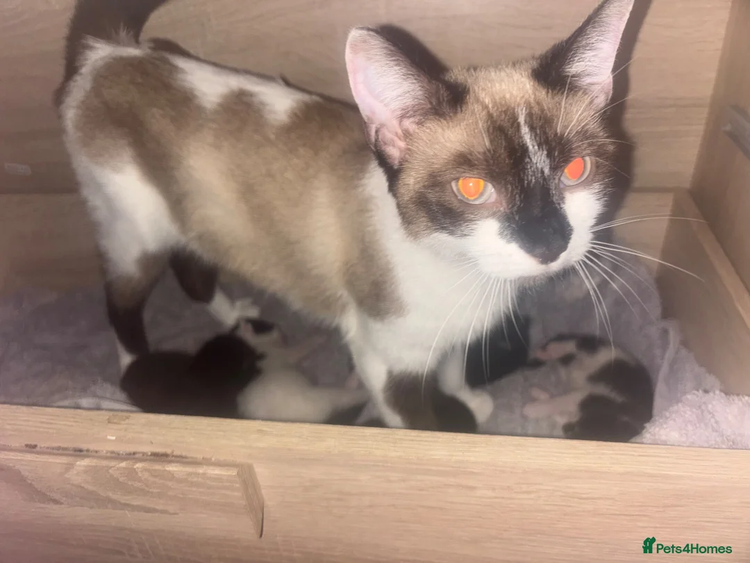 Mixed Breed cats for sale: Beautiful kittens looking for there forever home  - Advert 1