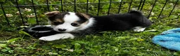 Welsh Corgi Pembroke dogs for sale: Forever Loved–Magnificent Pembroke Welsh Corgis in Nottingham - Advert 8