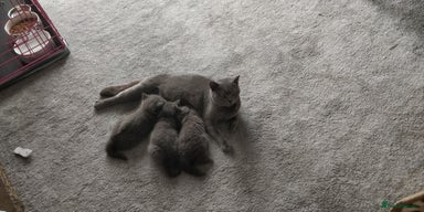 Russian Blue cats ABSOLUTELY BEAUTIFUL RUSSIAN BLUE KITTENS - Advert 6