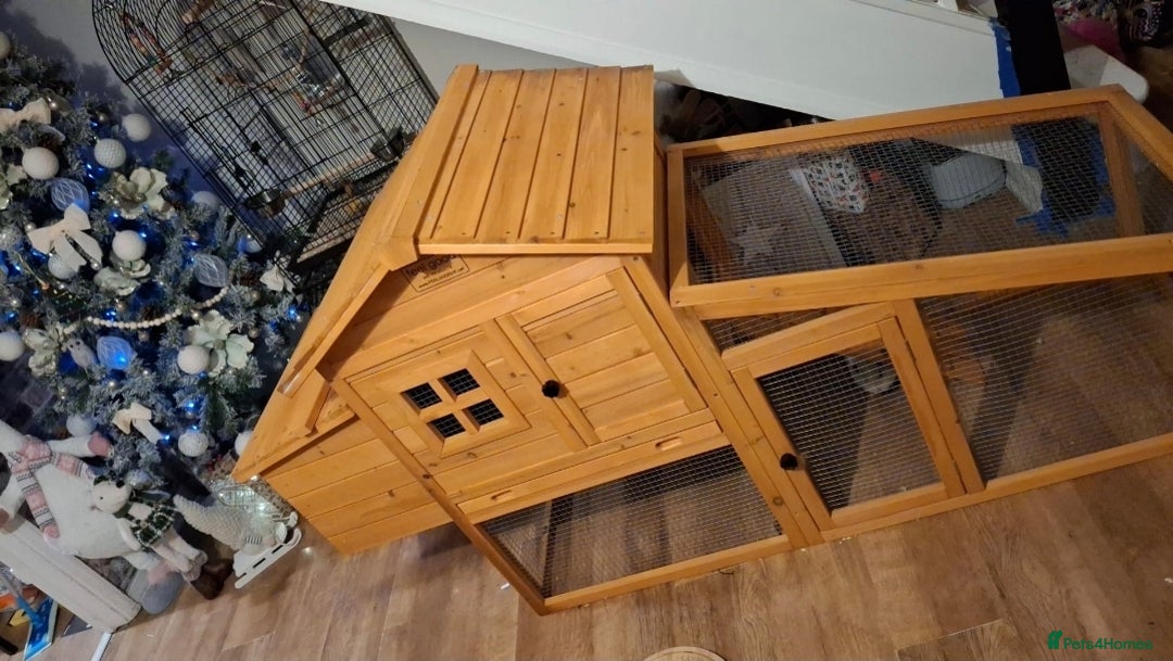 Guinea Pig rodents for sale: Guinea pigs and huge set up (huge deal) - Advert 13