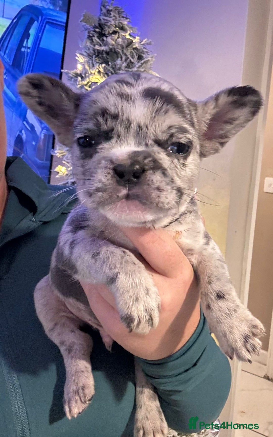 French Bulldog dogs for sale: French bulldog puppies  - Advert 11