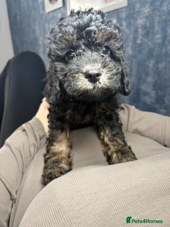 Cavapoo dogs - Advert 1